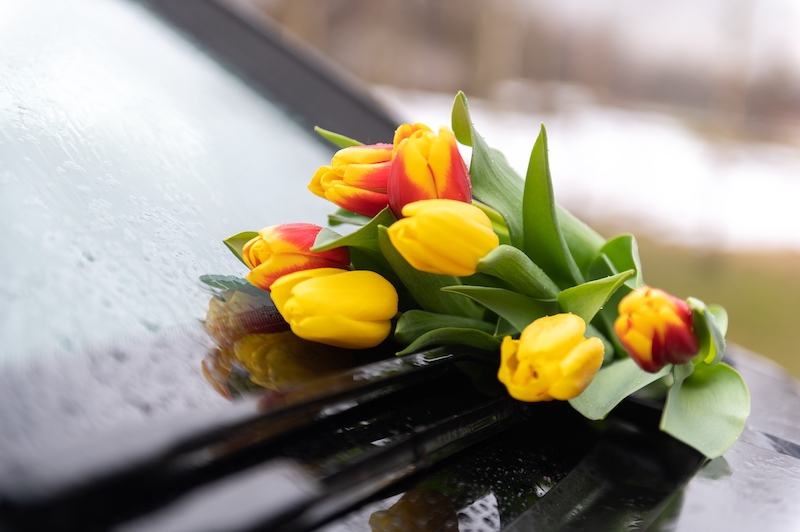 yellow and red tulips on a car windscreen